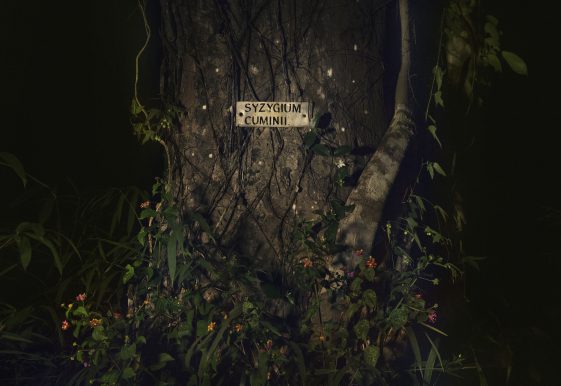photographie de la série Amani, arbre avec inscription