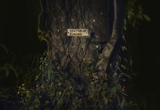 photographie de la série Amani, arbre avec inscription