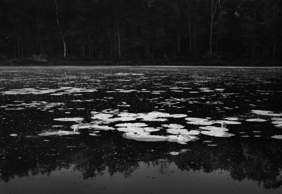 alexandra-catiere-water-lilies-galerie-in-camera